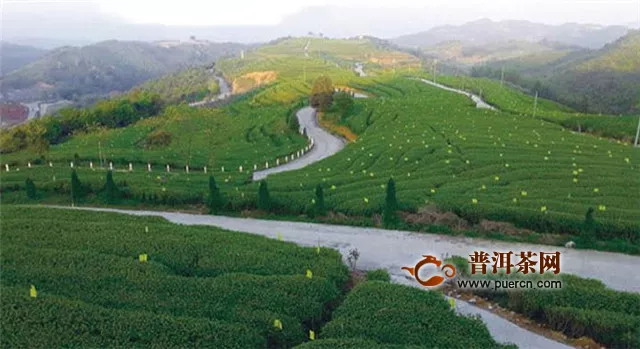 福鼎白茶的产区，重点是“五镇两村”！