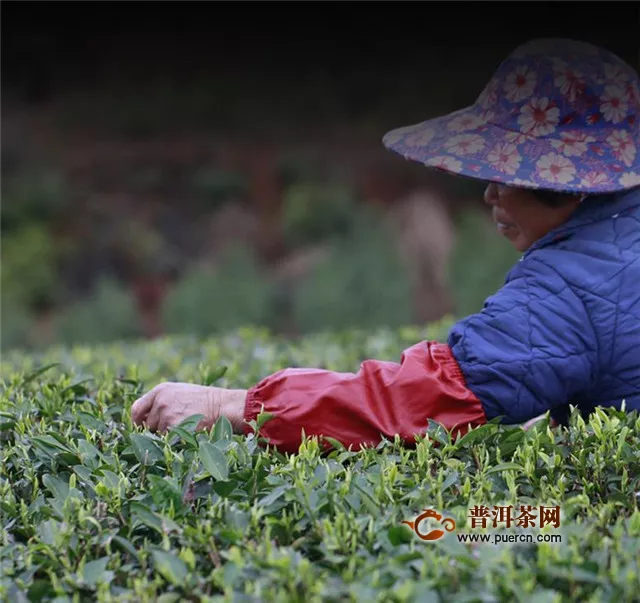 福鼎白茶的产区，重点是“五镇两村”！