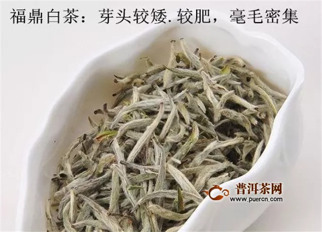 福鼎白茶是绿茶吗