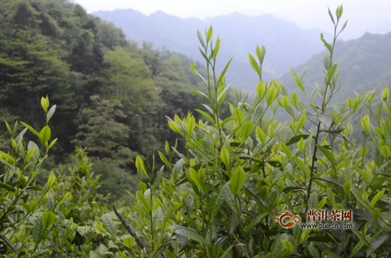 黑茶老茶和新茶的區(qū)別，黑茶保存方法