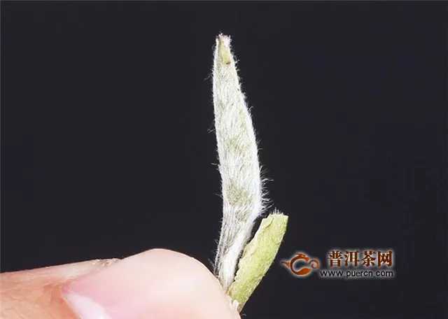 白毫銀針的好處，