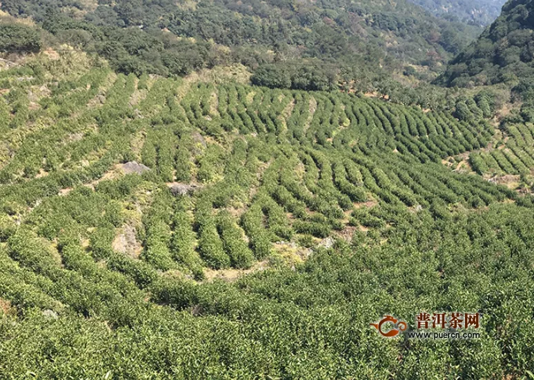 綠茶都是哪幾種？綠茶的四大分類