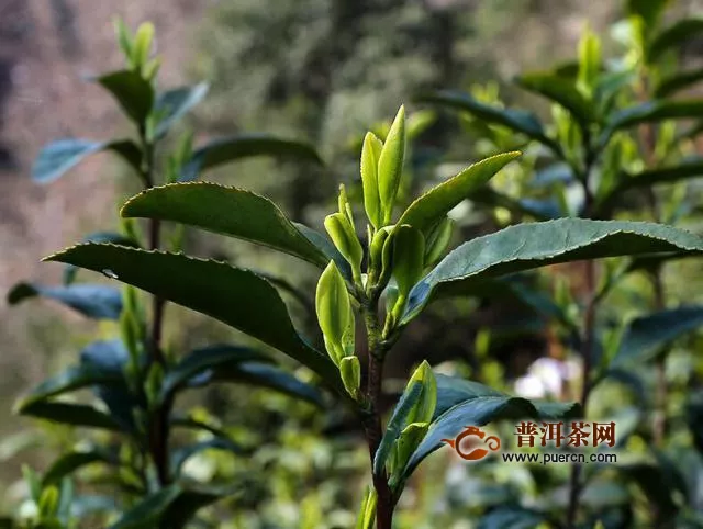 绿茶树怎么种植？绿茶种植需要合理规划！