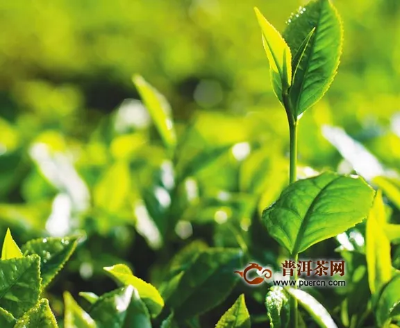 绿茶树怎么种植？绿茶种植需要合理规划！