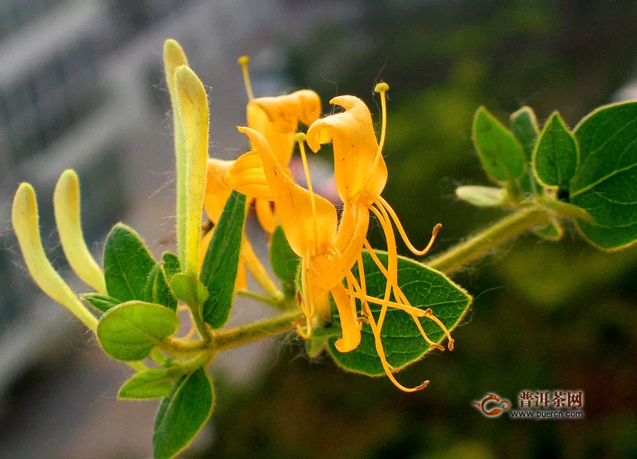 什么樣的金銀花茶好？金銀花茶購買方式？