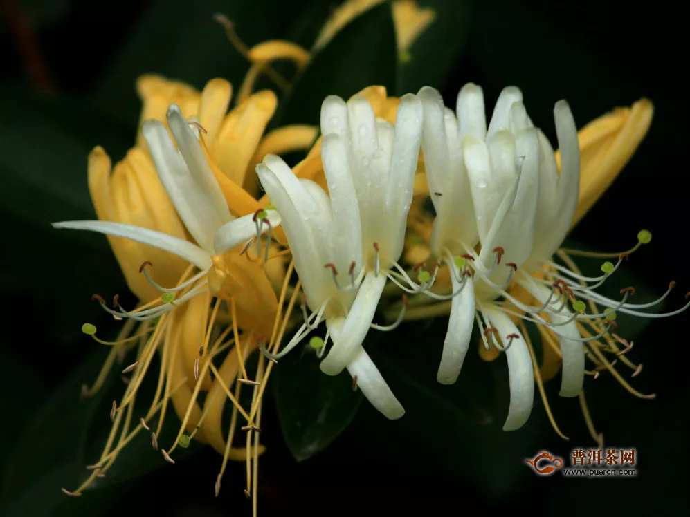 忍冬花是金銀花嗎？忍冬是金銀花的學(xué)名！