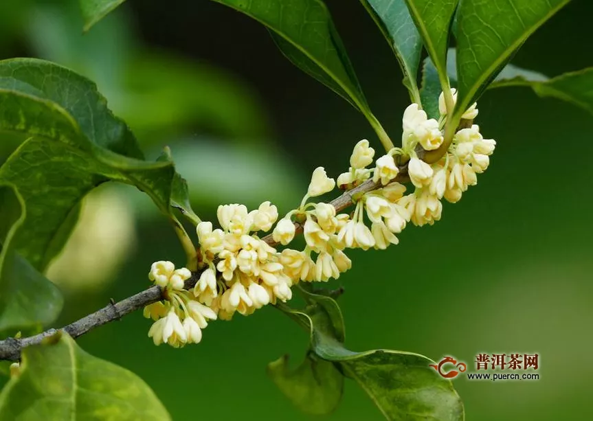 桂花花茶搭配，桂花花茶的適宜搭配、搭配禁忌