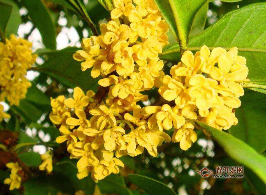 桂花花茶品牌，桂花茶的種類、如何選購