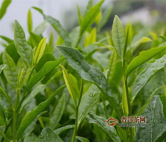 福鼎白茶的树种是什么树种？“华茶1号”和“华茶2号”最著名