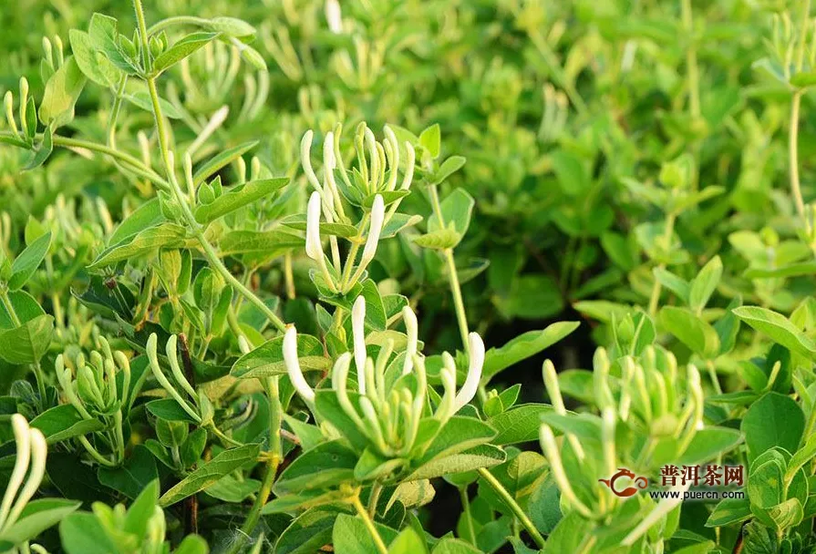 金銀花茶是紅茶還是綠茶？金銀花茶——典型的花茶！