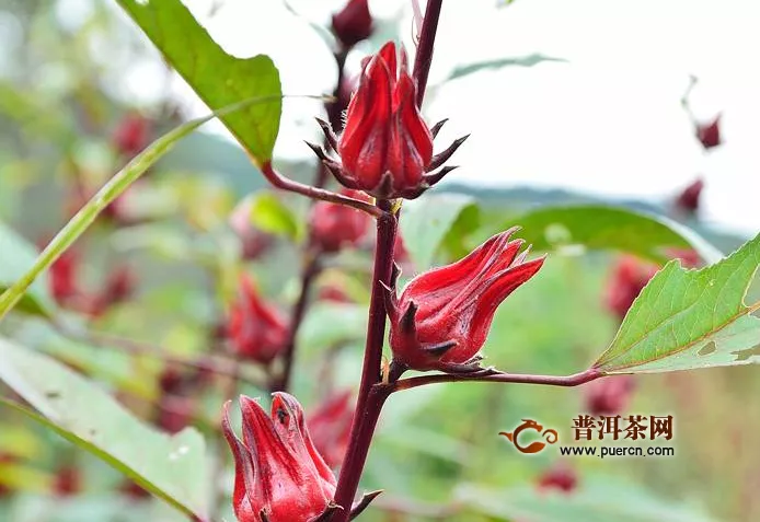 洛神花茶怎么泡好喝？洛神花茶的沖泡注意事項(xiàng)