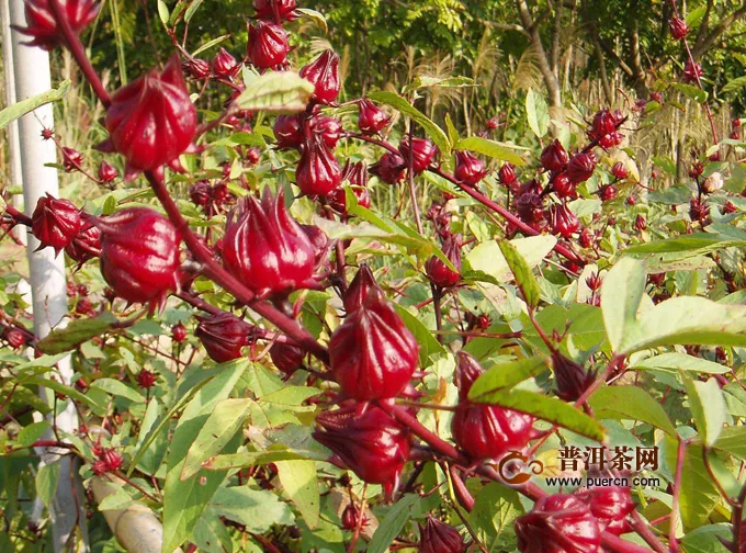 洛神花茶的危害，喝洛神花茶的禁忌