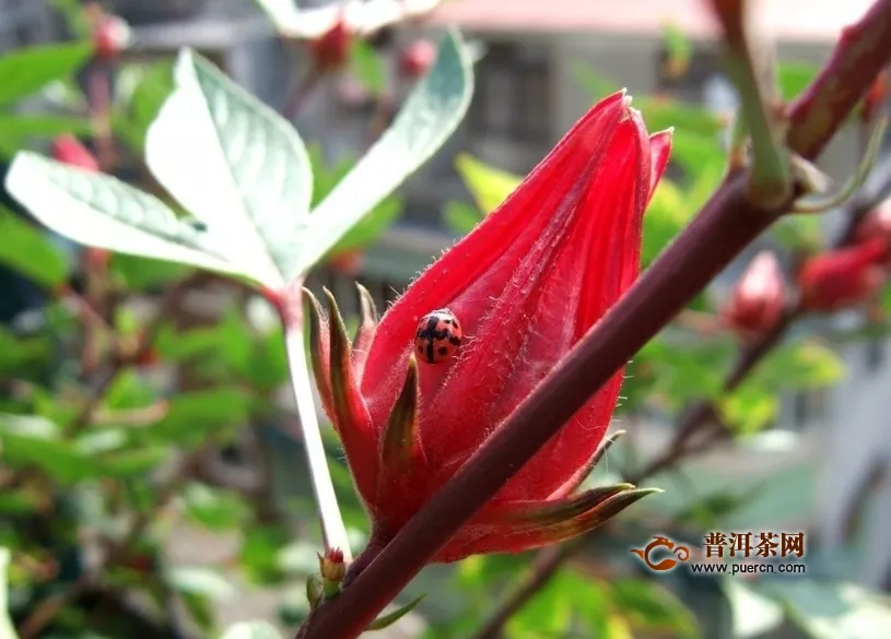 洛神花茶品牌，洛神花茶價格、如何選購