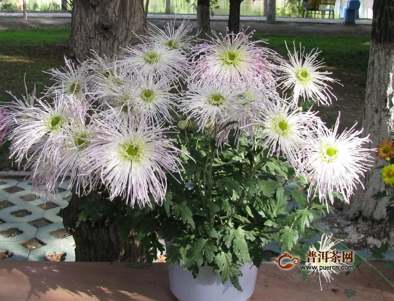 菊花茶应该怎么泡？菊花茶怎么喝？