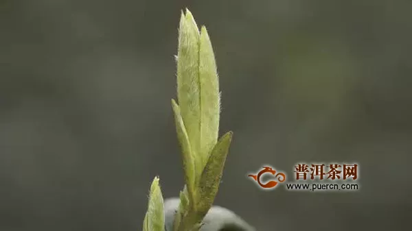 黄山毛峰茶为什么有白毛