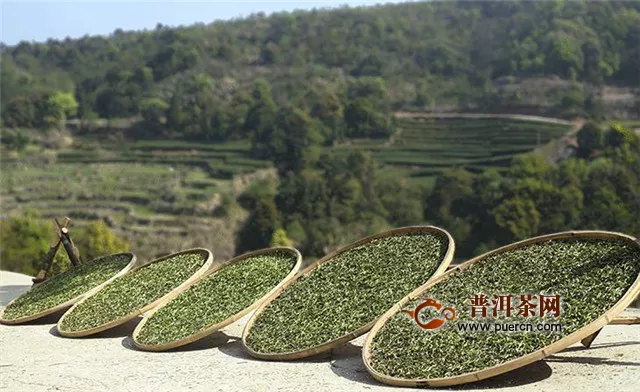 白毫银针是什么茶做的？福鼎大白茶（华茶1号）