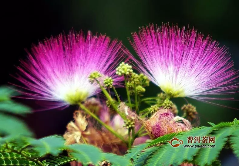 合欢花的禁忌，喝合欢花茶的好处