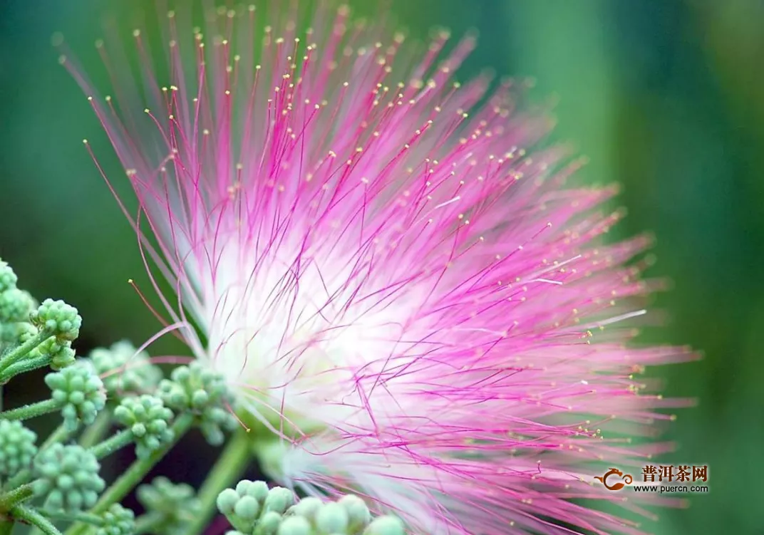 什么體質不能喝合歡花， 合歡花的好處