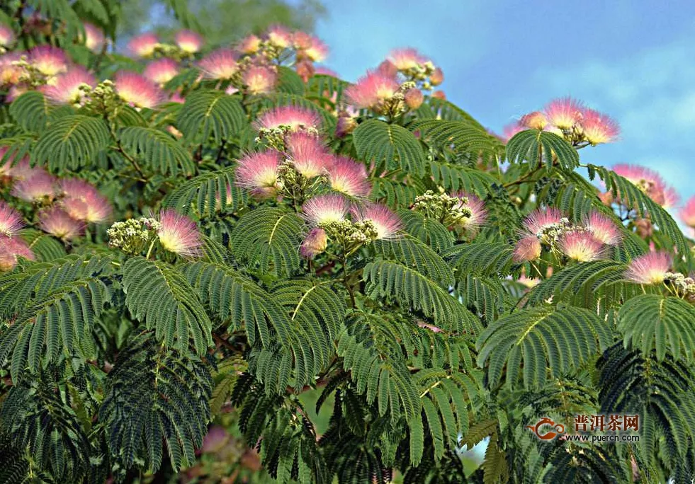 什么體質不能喝合歡花， 合歡花的好處