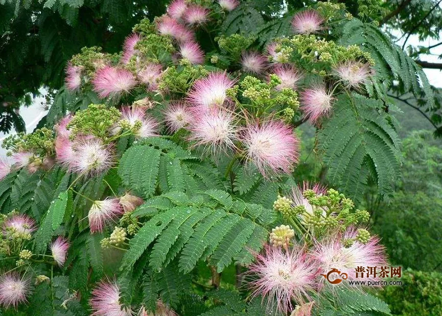 什么體質(zhì)不能喝合歡花， 合歡花的好處