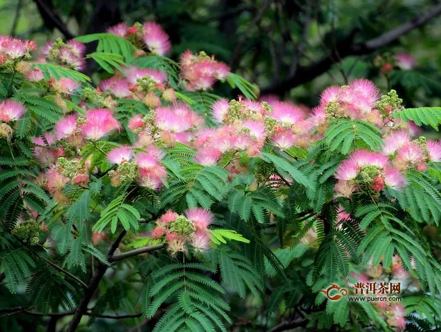 什么體質不能喝合歡花， 合歡花的好處