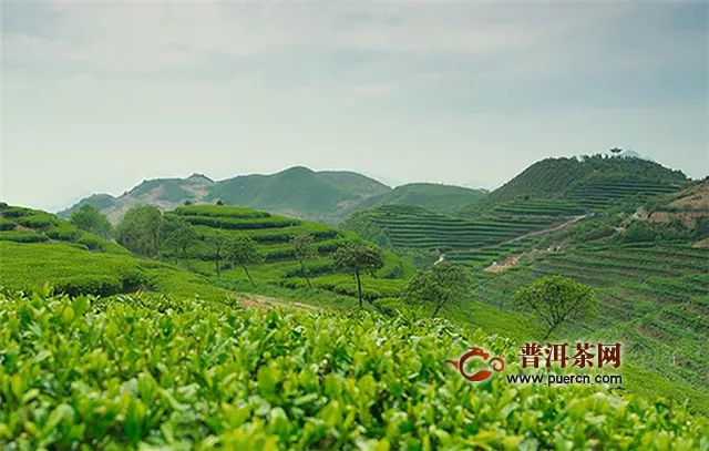 福鼎白茶產(chǎn)地辨別，認準福鼎白茶的主要產(chǎn)區(qū)！