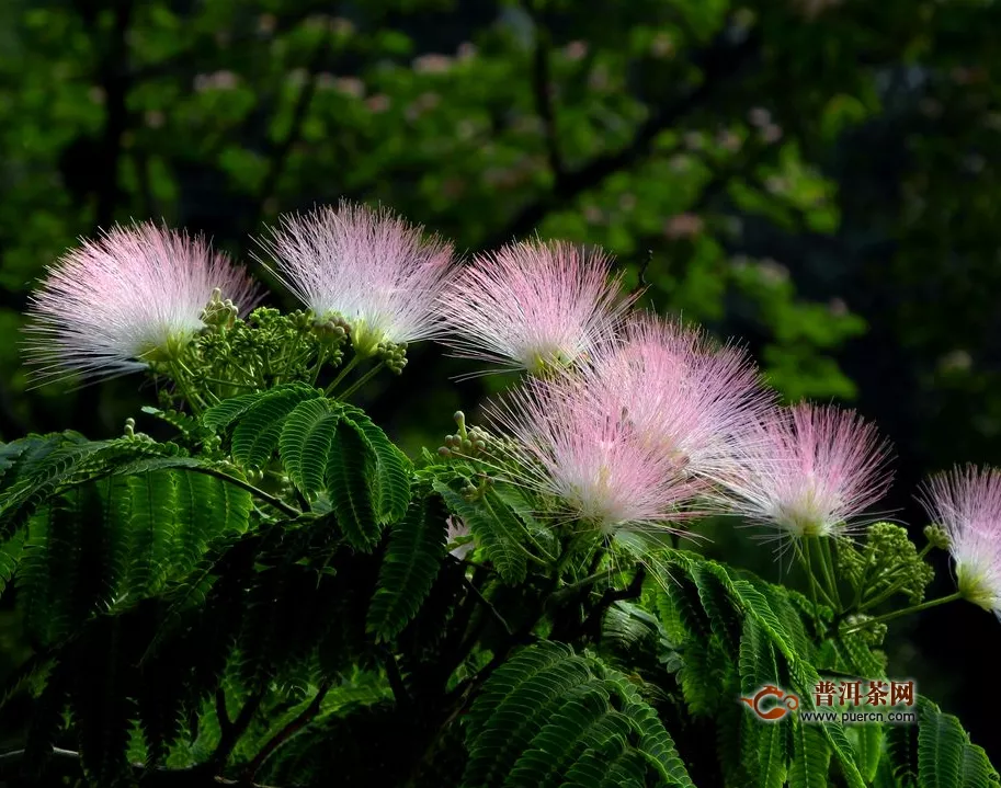 合歡花可以泡水喝嗎？喝合歡花的好處