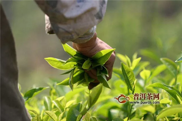 紅茶怎么做出來(lái)的？