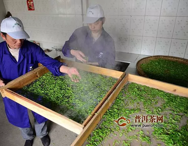 绿茶杀青和干燥方式