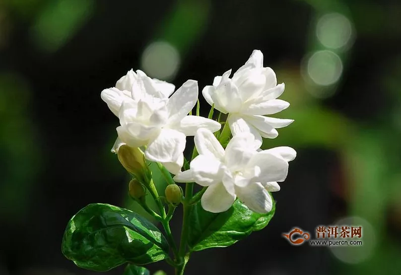 喝茉莉茶的壞處，喝茉莉花茶的禁忌人群