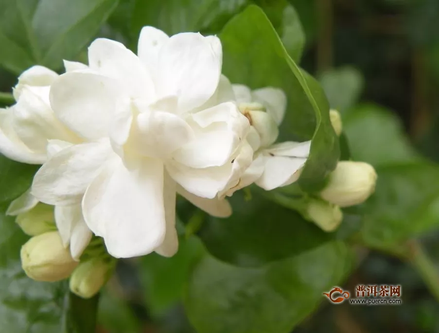 喝茉莉茶的壞處，喝茉莉花茶的禁忌人群