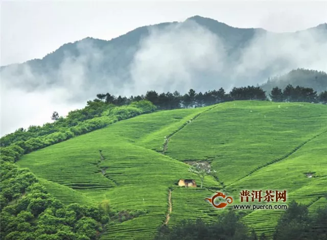 湄潭翠芽和都勻毛尖差別