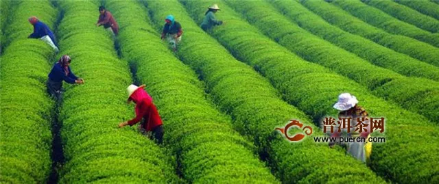 湄潭翠芽和都勻毛尖差別