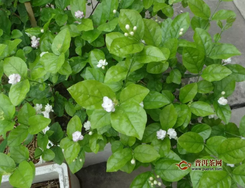 最香的茉莉品種，茉莉的主要品種