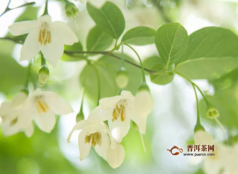 茉莉花的種植條件，茉莉花種苗繁殖技術(shù)