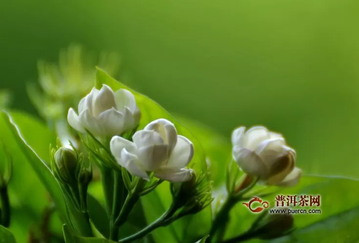 福州茉莉茶哪里購(gòu)買(mǎi)好？福州茉莉茶如何選購(gòu)