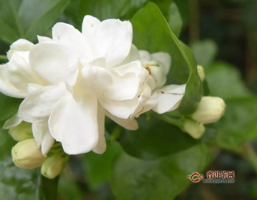 筆尖茉莉是最香的嗎？最香的茉莉花——虎頭茉莉！