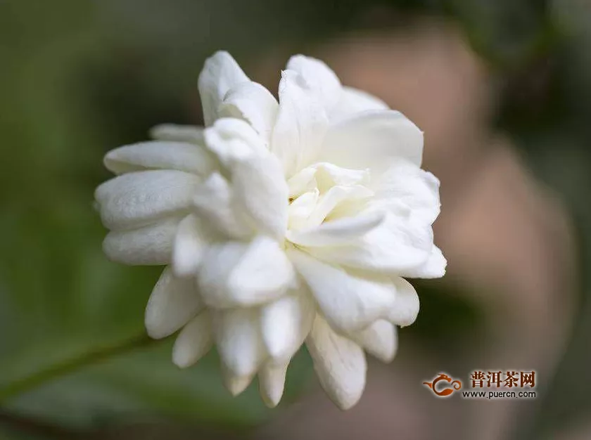 筆尖茉莉是最香的嗎？最香的茉莉花——虎頭茉莉！