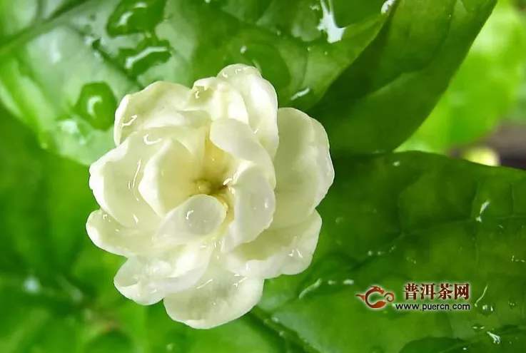 筆尖茉莉是最香的嗎？最香的茉莉花——虎頭茉莉！