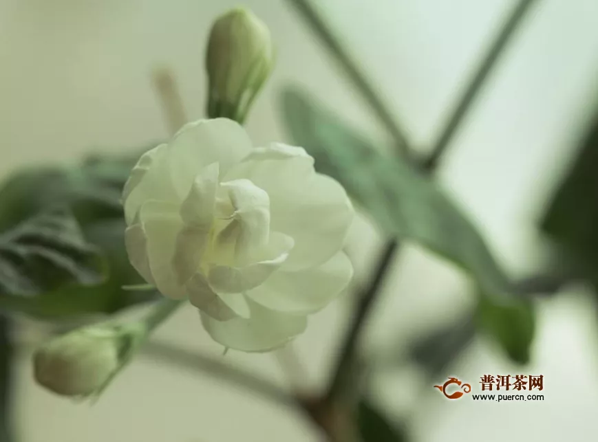 茉莉鮮花怎么樣？茉莉花——集觀賞與藥用于一體！