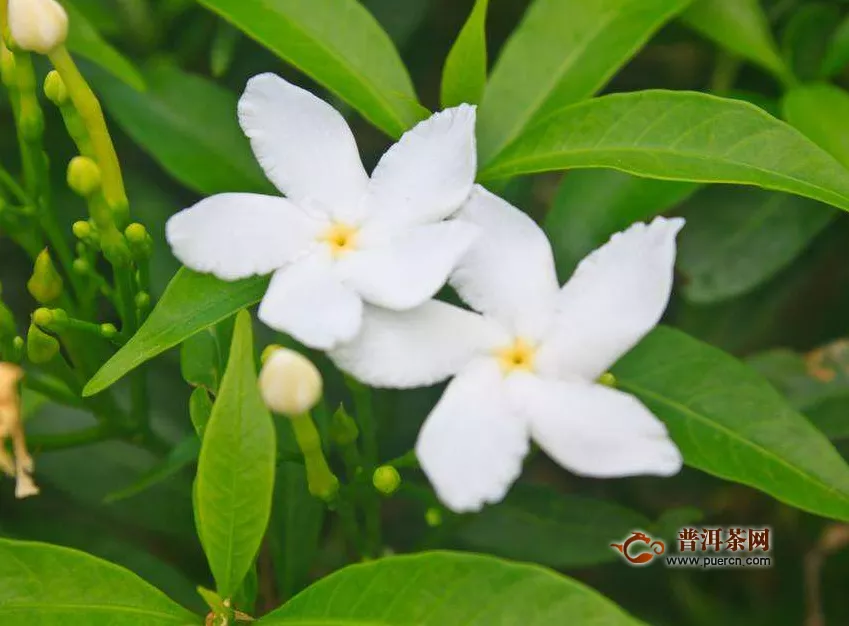 茉莉茶和山楂一起泡嗎？茉莉茶和山楂一起泡的好處