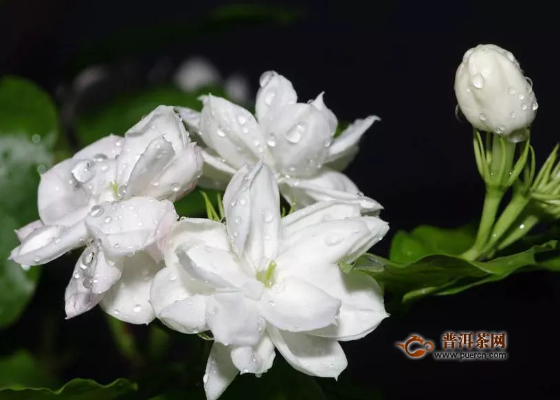 茉莉茶和山楂一起泡嗎？茉莉茶和山楂一起泡的好處