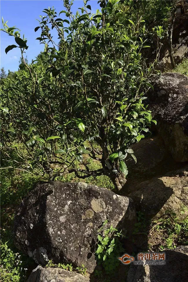 奇妙的云南巖茶（四）：古樹茶中的巖茶，巖茶中的古樹茶