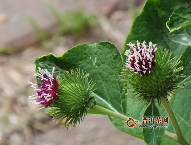 野生牛蒡茶和黃金牛蒡茶