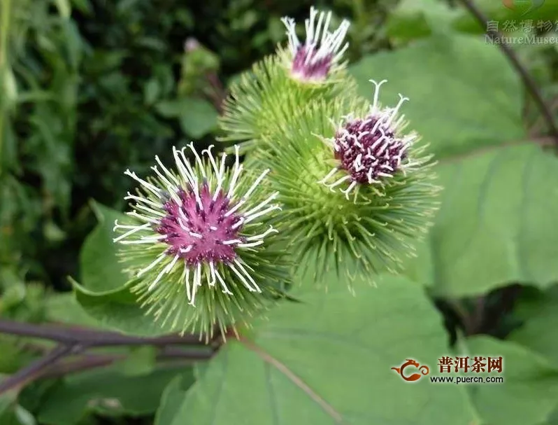 野生牛蒡茶和黃金牛蒡茶