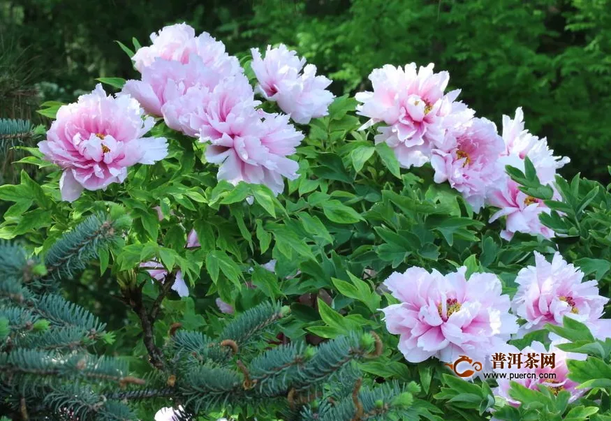 牡丹花茶和桂花，牡丹花茶、桂花茶的功效