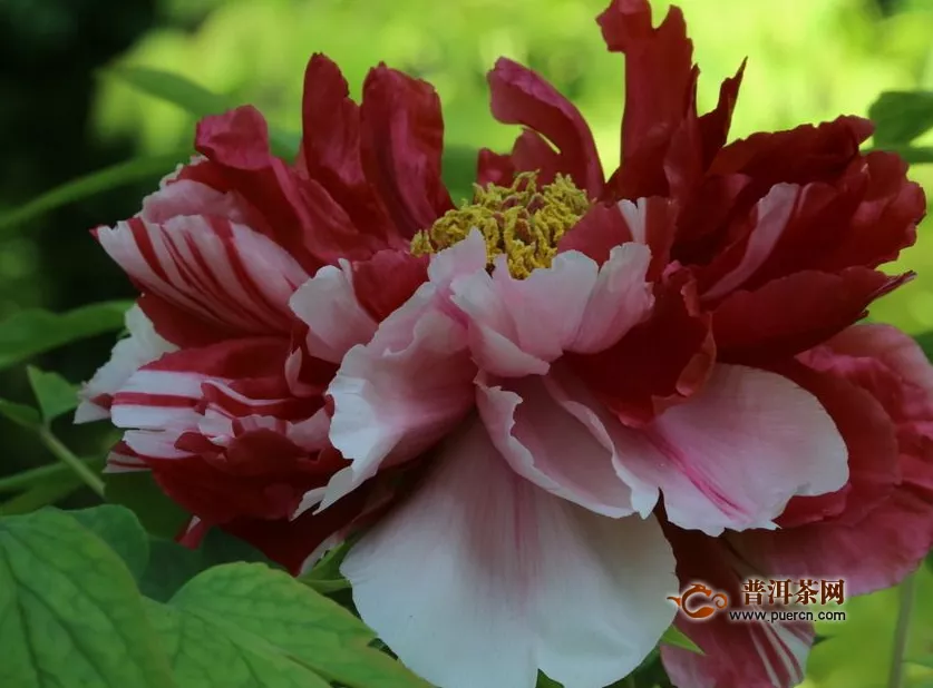 牡丹花茶代加工，牡丹花茶怎么泡？ 