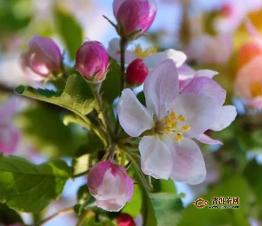 苹果玫瑰茶有什么功效？苹果的功效