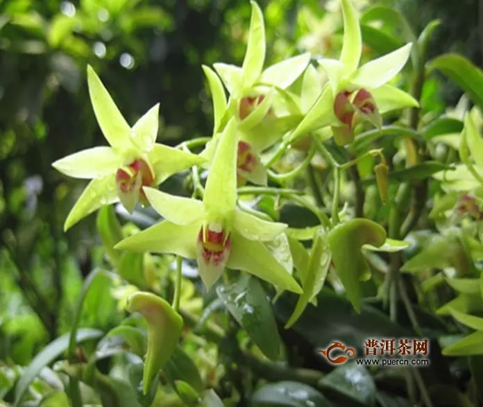 鐵皮石斛花茶怎么泡？鐵皮石斛花茶的喝法