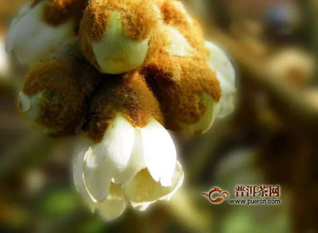  枇杷花茶會(huì)過(guò)期嗎？枇杷的保存方法